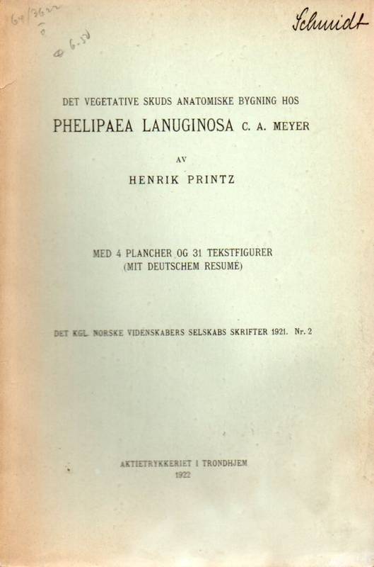 Printz,Henrik  Phelipaea Lanuginosa C.A.Meyer 
