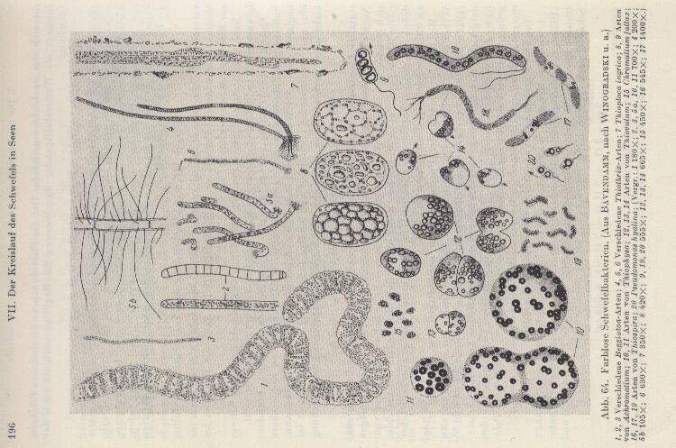 Kusnezow,S.I.  Die Rolle der Mikroorganismen im Stoffkreislauf der Seen 