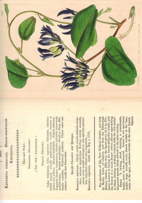 Leguminosae, Fabaceae  Konvolut über verschiedene Schmetterlingsblütenartige Büsche und Bäume 