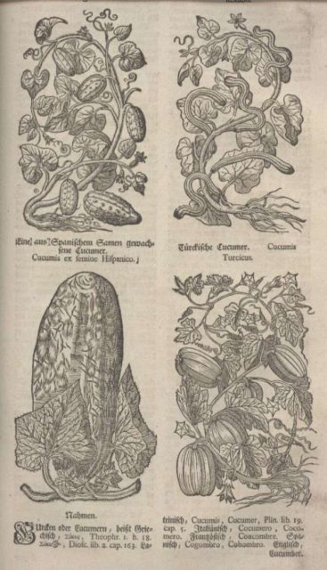 Zwinger,Theodor d.jun./Zuingeri,Theodori  Theatrum Botanicum,oder Vollkommenes Kräuter-Buch 