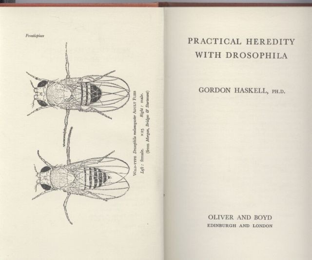 Haskell,Gordon  Practical Heredity with Drosophila 