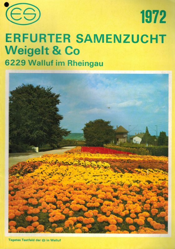 Erfurter Samenzucht Weigelt und Co.  Erfurter Samenzucht Hauptkatalog 1972 