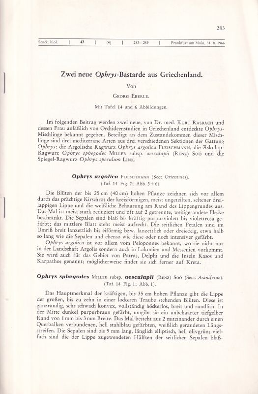 Eberle,Georg  Zwei neue Ophrys-Bastarde aus Griechenland 