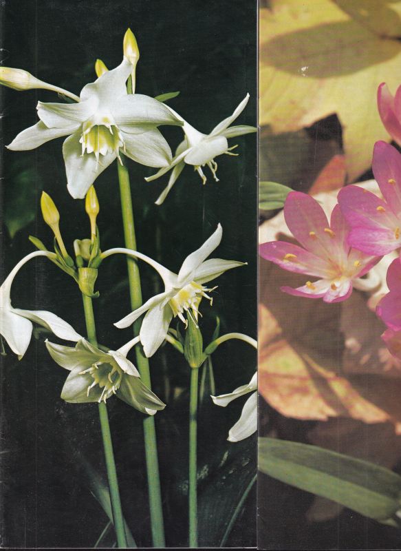 Hoch,Albrecht  12 Pflanzen-Kataloge (Blumenzwiebeln) von 1972, 1980, 1980/81 