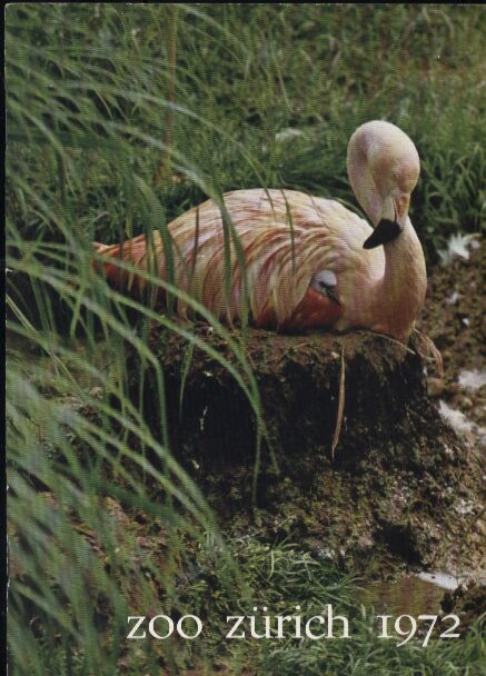 Zürich-Zoo  Bericht überr das Jahr 1972 (Titelbild Flamingo) 