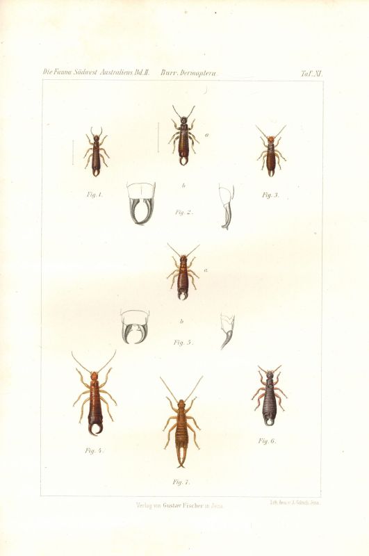 Michaelsen,W. und R.Hartmeyer (Hsg.)  Die Fauna Südwest-Australiens II. Band 1908 Lieferung 5-8 (1 Heft) 