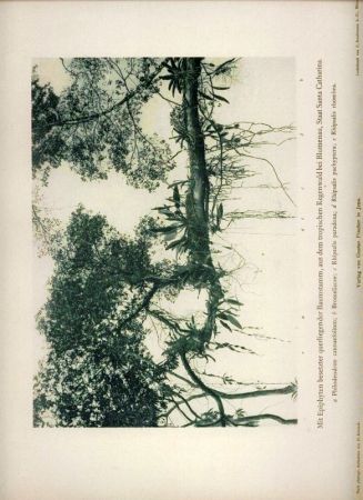 Schenck,H.  Vegetationsbilder aus Südbrasilien 