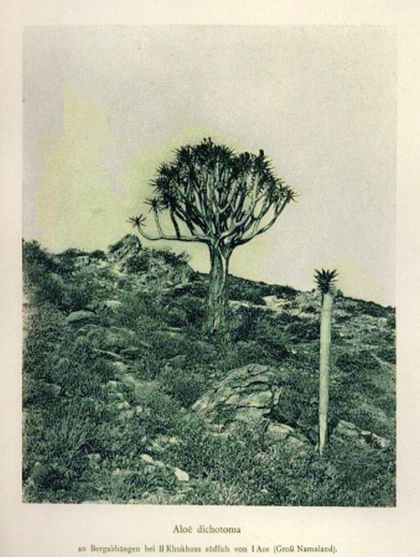 Schenck,A.  Vegetationsbilder aus Südwest-Afrika 