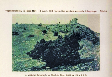 Bessel Hagen,H. und M.Rikli und C.Schröter  Vegetationsbilder aus Algerien 