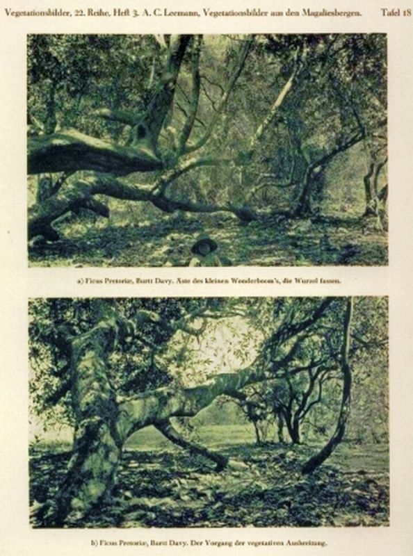 Leemann,A.C.  Vegetationsbilder aus den Magaliesbergen in der Hochebene von 