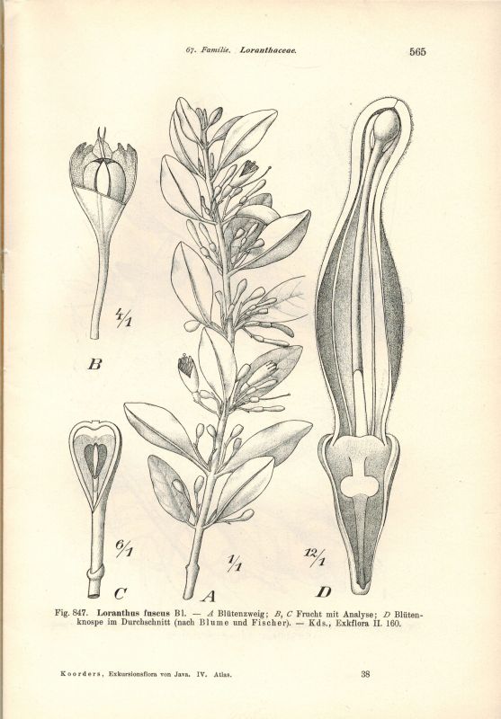 Koorders,S.H.  Exkursionsflora von Java umfassend die Blütenpflanzen 4. Band: Atlas 