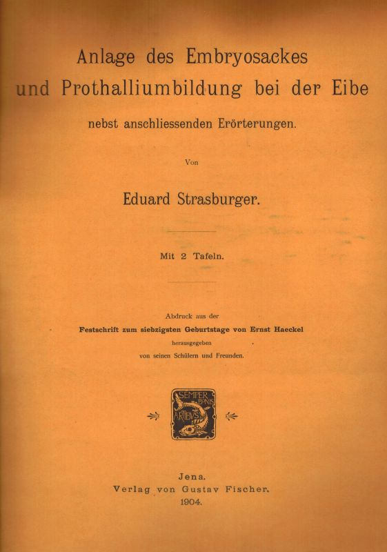 Strasburger,Eduard  Anlage des Embryosackes und Prothalliumbildung bei der Eibe 