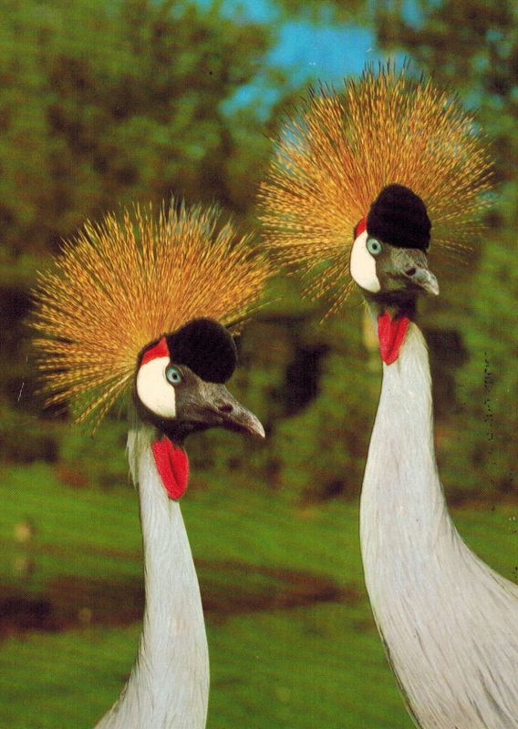 Walsrode - Vogelpark  Ostafrikanischer Kronenkranich 