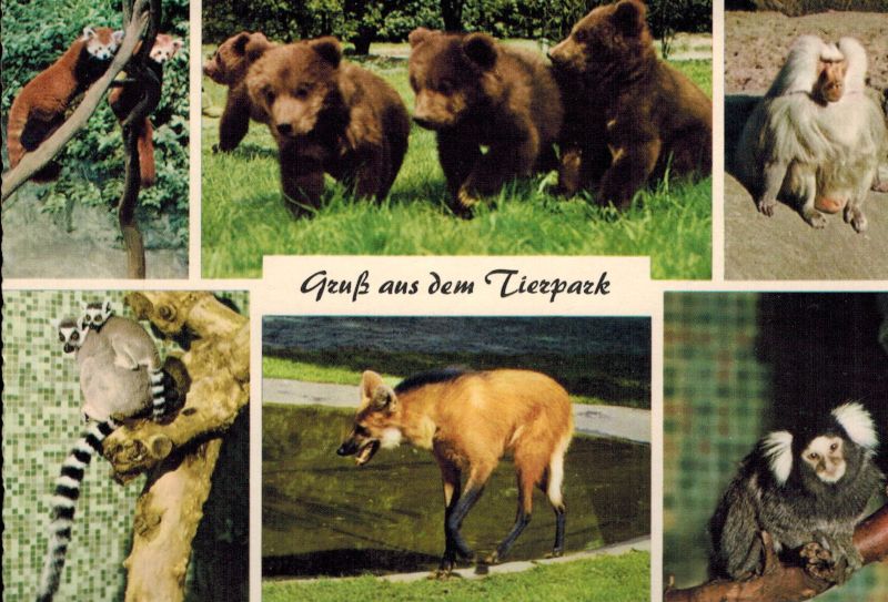 Carl Hagenbeck's Tierpark-Stellingen  Gruß aus dem Tierpark Bärenvierlinge Mähnenwolf, Pavian, Roter Panda 