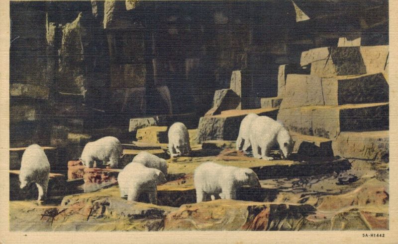 Chicago-Zoological Garden (Brookfield Zoo)  Eisbären 