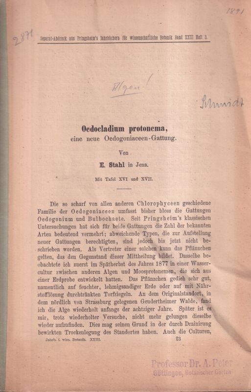 Stahl,E.(Jena)  Oedocladium protonema,eine neue Oedogoniaceen-Gattung(S.A.Pringsheim's 