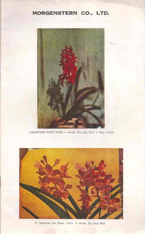 Morgenstern Co. Ltd.  Orchid Nursery 