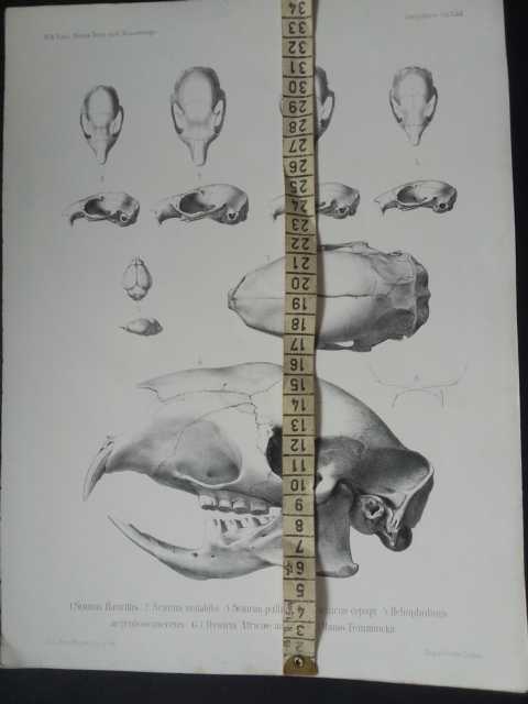 Peters , W.C.H.   Sciurus flavuvittis - Graphik aus Naturwissenschaftliche  Reise nach Mossambique auf Befehl seiner Majestät des Königs Friedrich Wilhelm IV   
