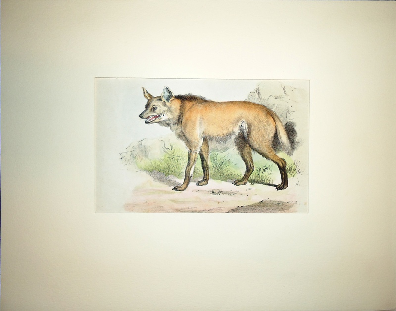 Anonym  Farblithographie "De Wolf van Brazilie" [Der Wildhund (Mähnenwolf)]. Hinter Passepartout. 