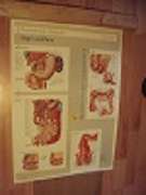   Original Plakat (Poster): Anatomische Bildtafel. CIBA-Geigy. "Magen und Darm". Plakat in Farbe ca. 48,5 x 67,0 cm. 
