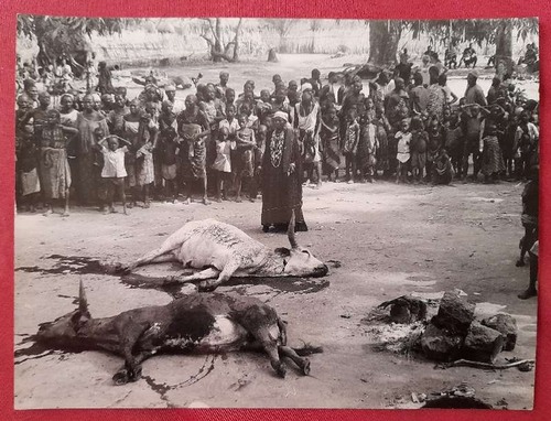 Bauer, Erich  Original-Fotografie von Erich Bauer "Opferszene von Rindern in Afrika" (umseitig Stempel v. Erich Bauer Neureut) 