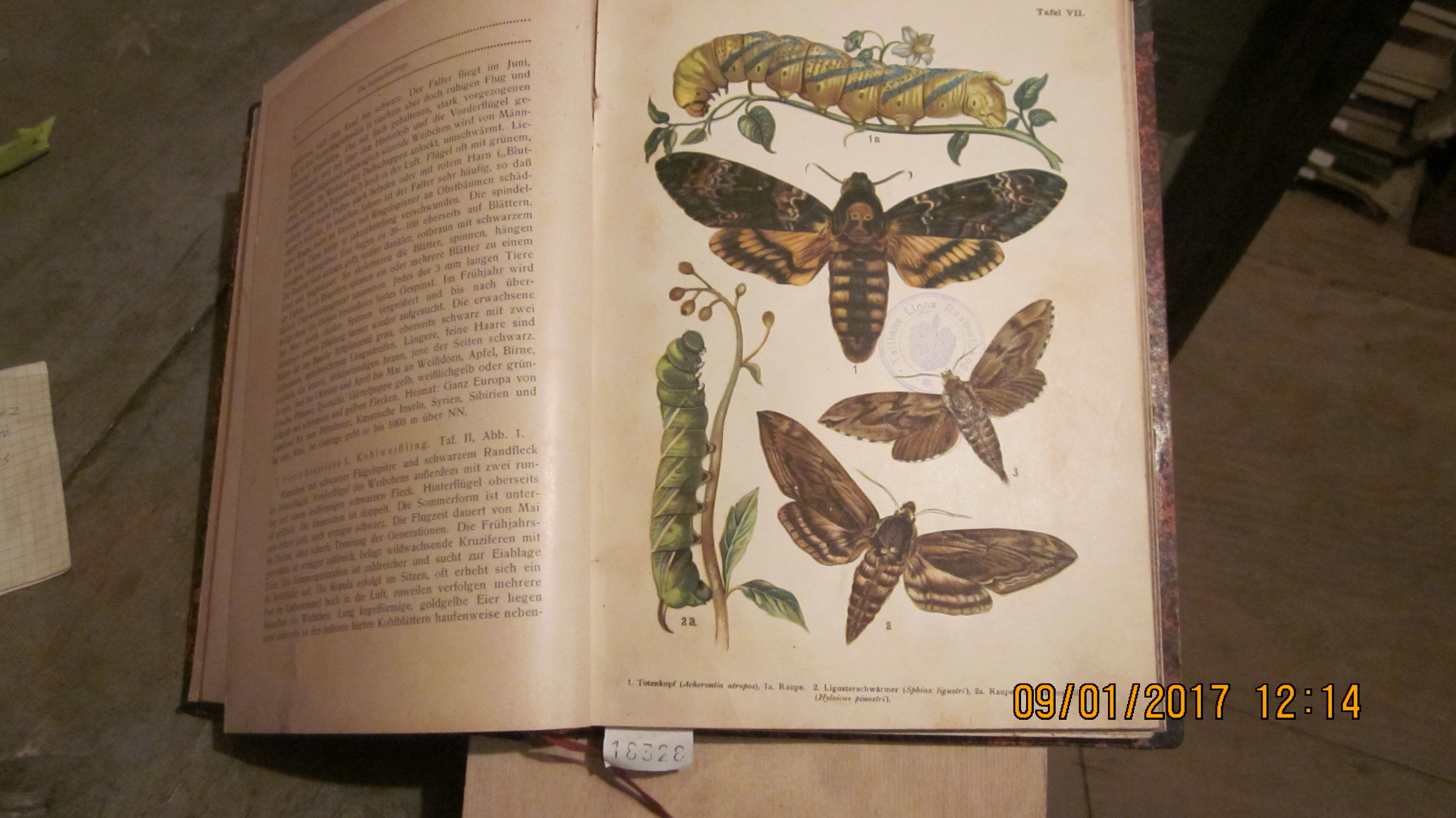 Eckstein Dr. K.  Die Schmetterlinge ihr Bau, ihre Lebensweise und wirtschaftliche Bedeutung nebst Anleitung zur Beobachtung, Aufzucht und zum Sammeln. 
