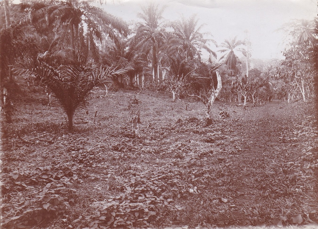   7 Original-Photographien aus der deutschen Kolonialzeit in Kamerun. Historische Photographien mit Ansichten von einer Plantage und Umgebung. 