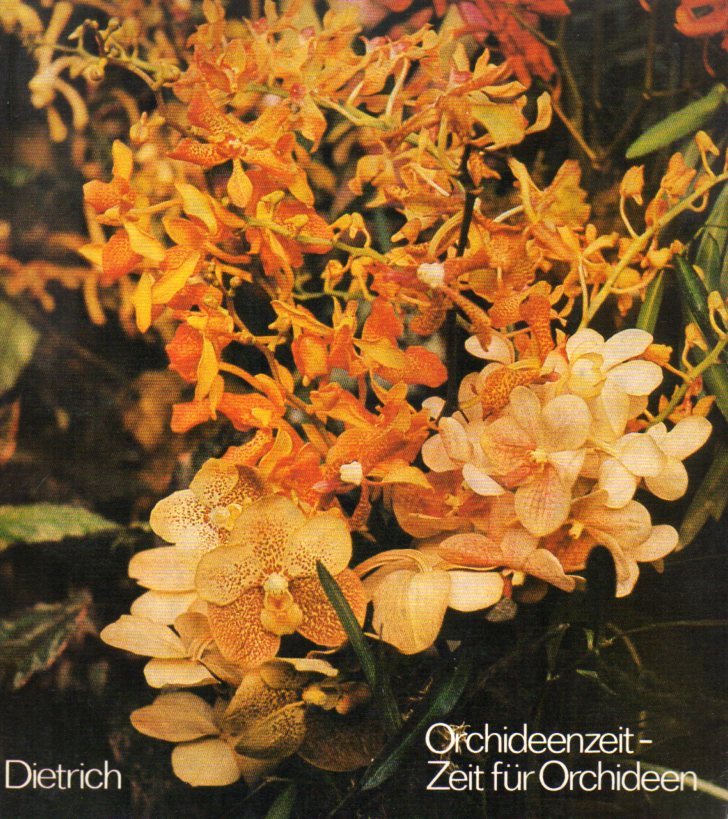 Dietrich,Helga  Orchideenzeit - Zeit für Orchideen 