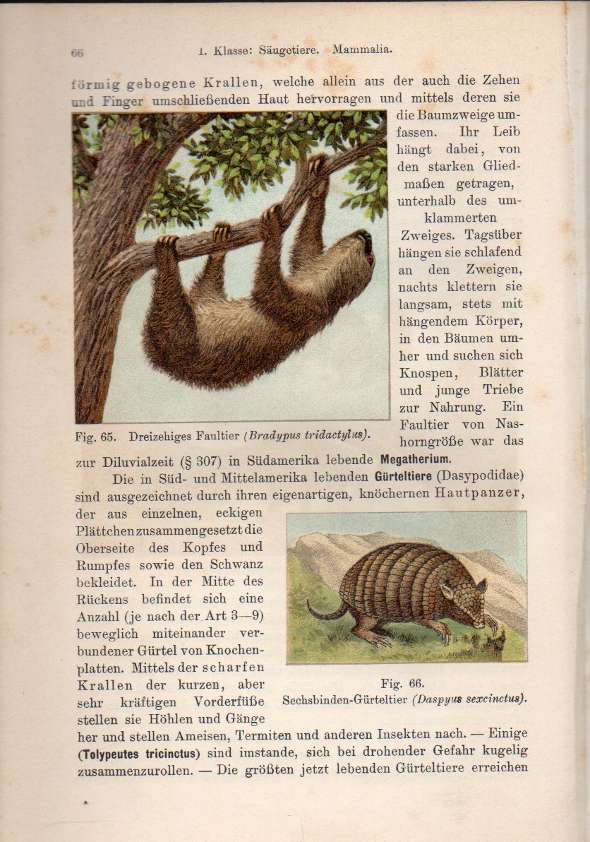 Hanstein,R.v.  Naturgeschichte des Tierreichs mit besonderer Berücksichtigung der 