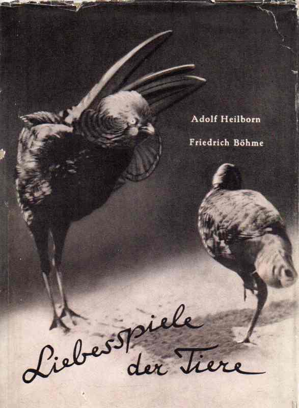 Heilborn,Adolf und Friedrich Böhme  Liebesspiele der Tiere 