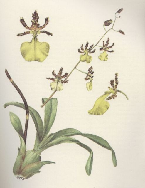 Dietrich,Helga  Bibliographia Orchidacearum - Außereuropäische Arten Band 2/1 