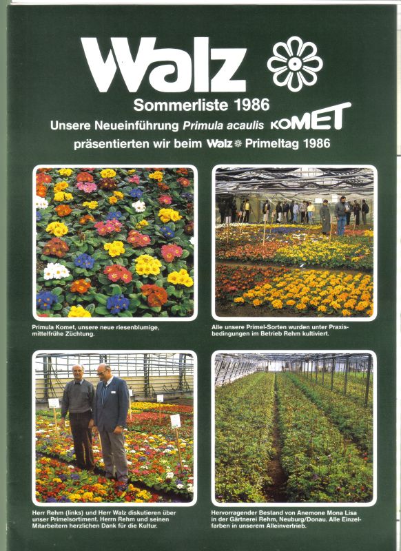 Walz Samen GmbH  Unsere Neueinführung Primula acualis Komet Sommerliste 1986 