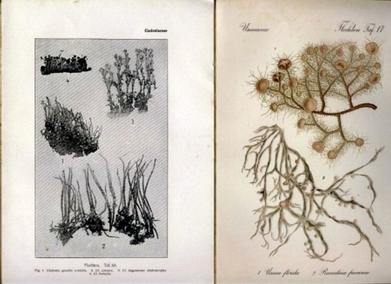 Migula,Walter (Hsg.)  Flora von Deutschland, Österreich und der Schweiz Abteilung II: 
