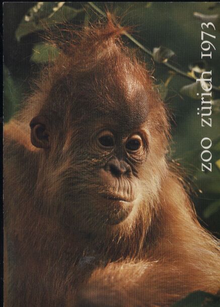 Zürich-Zoo  Bericht überr das Jahr 1973 (Titelbild Orang-Utan) 
