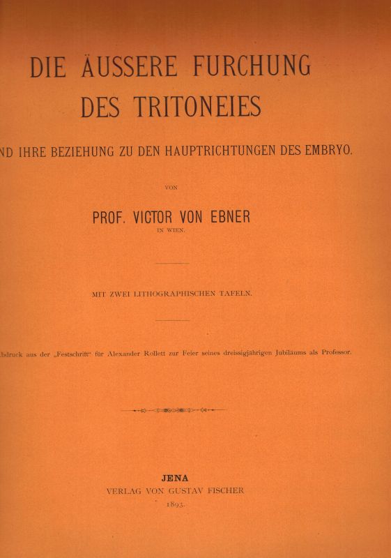 Ebner,Victor von  Die äußere Furchung des Tritoneies und ihre Beziehung zu den 