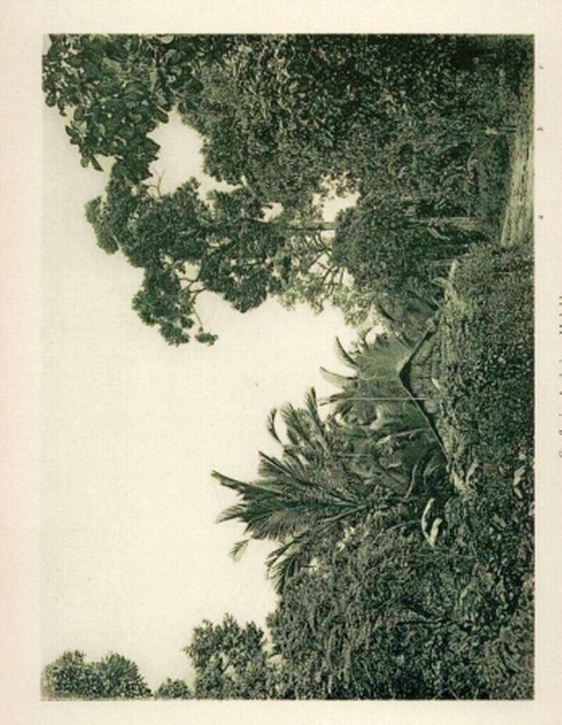 Karsten,G.  Vegetationsbilder aus dem Malayischen Archipel 