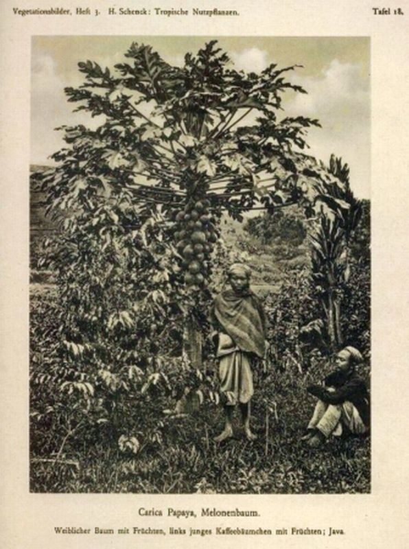 Schenck,Heinrich  Tropische Nutzpflanzen 