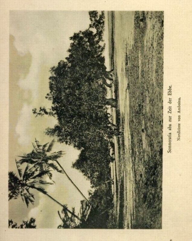 Karsten,G.  Die Mangrove-Vegetation 
