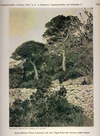 Adamovic,L.  Vegetationsbilder aus Dalmatien  II. 