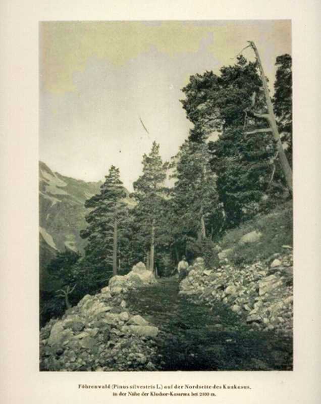 Rikli,M. und Eduard Rübel  Vegetationsbilder aus dem westlichen Kaukasus 