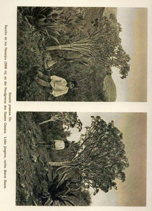 Schenck,Heinrich  Vegetationsbilder aus der Sierra de Mixteca, Mexiko 