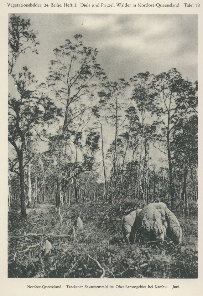 Pritzel,E.und L.Diels  Wälder in Nordost-Queensland 