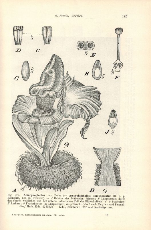 Koorders,S.H.  Exkursionsflora von Java umfassend die Blütenpflanzen 4. Band: Atlas 