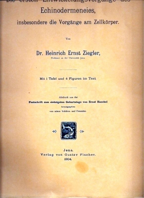 Ziegler,Heinrich Ernst  Die ersten Entwicklungsvorgänge des Echinodermeneies (Seeigel) 