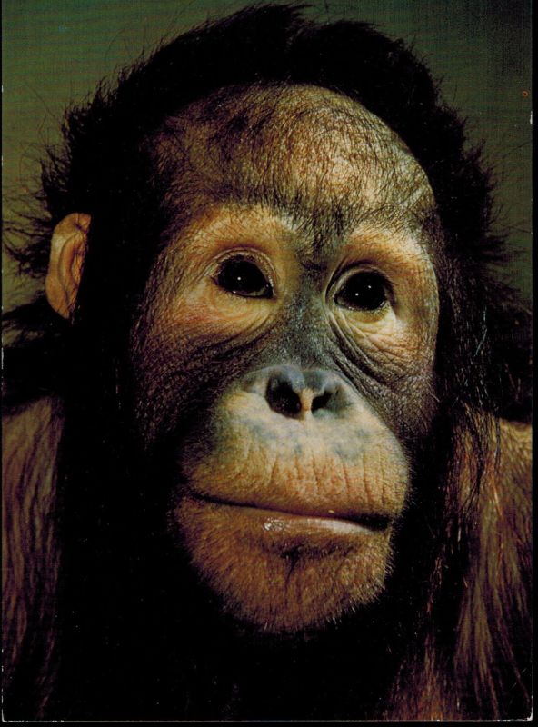 Berlin-Zoologischer Garten  Eva, ein Weibchen aus unserer neunköpfigen Orang-Utan-Gruppe 