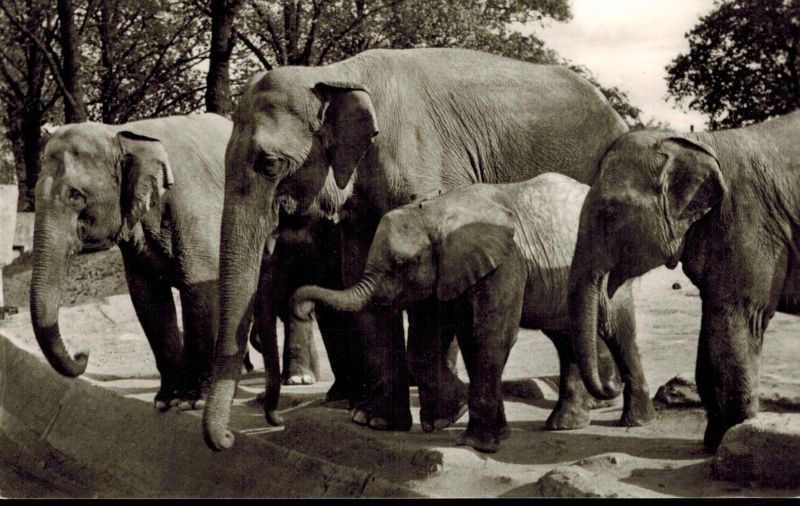 Carl Hagenbeck's Tierpark-Stellingen  Elefanten-Freianlage 