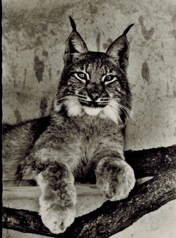 Innsbruck-Zoo  Luchs Lynx lynx 
