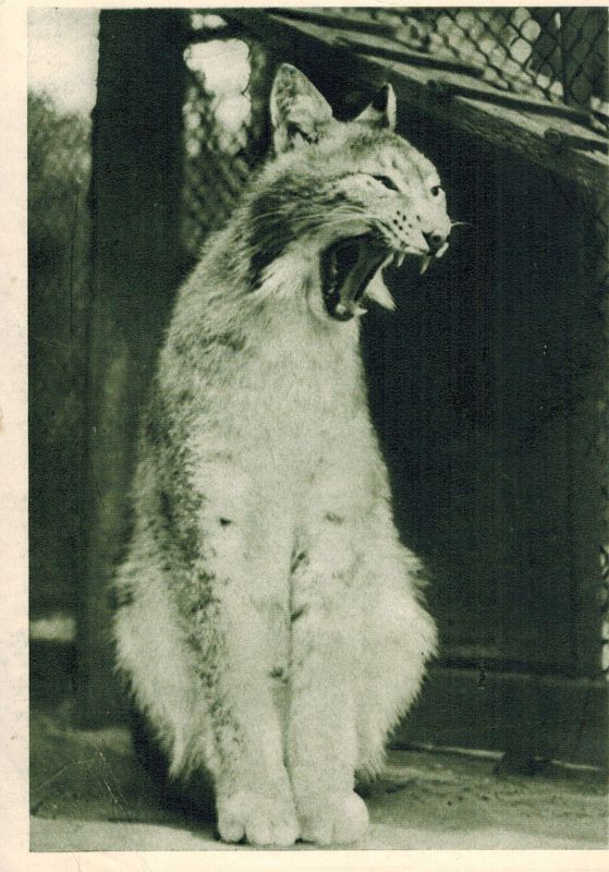 Riga-Zoo  Luchs Felis (Lynx) 