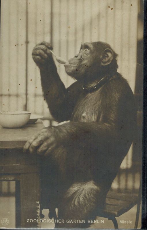 Berlin-Zoologischer Garten  essender Schimpanse 
