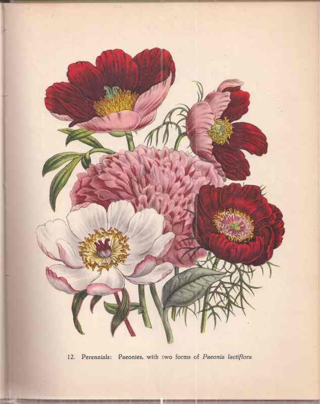 Gathorne-Hardy,Robert  Garden flowers 